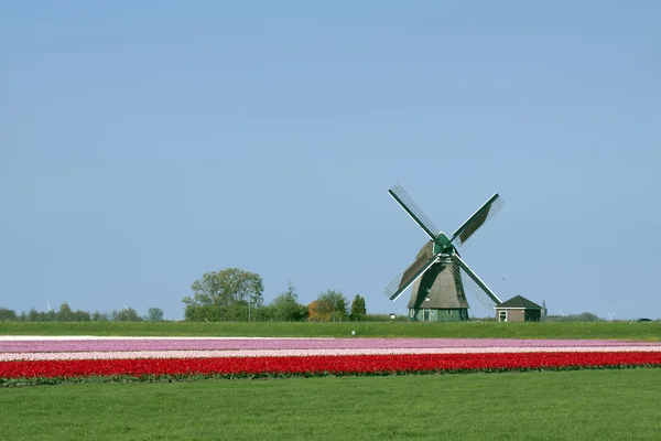 Dutch tulips in the spring — Stock Photo, Image