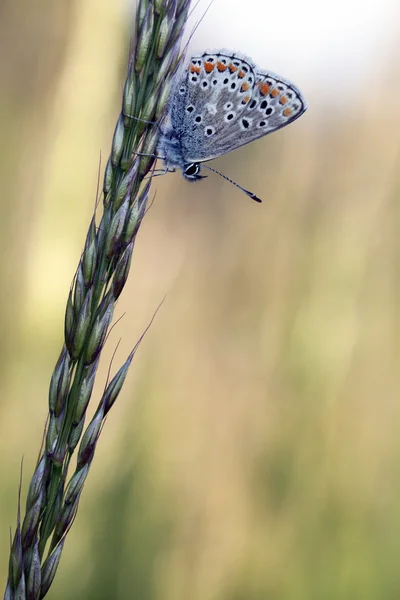 Papillon blanc et orange — Photo