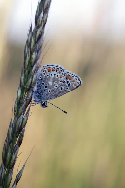 Mały kolorowy motyl — Zdjęcie stockowe