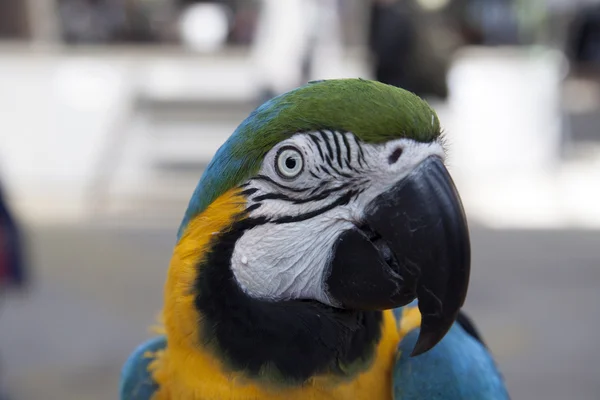 Closup portrait of a yellow and blue macaw — Stock Photo, Image