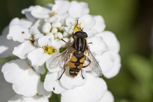 I love honey — Stock Photo, Image