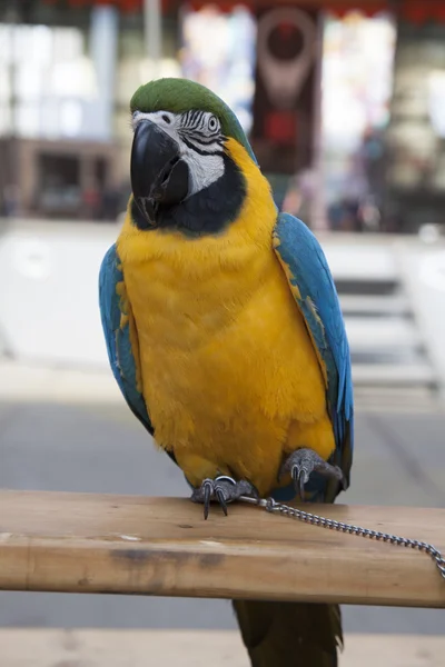 Colored macaw on a stick — Stock Photo, Image