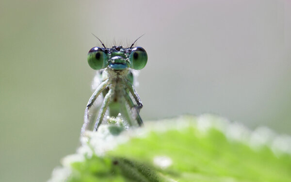Big insect eyes