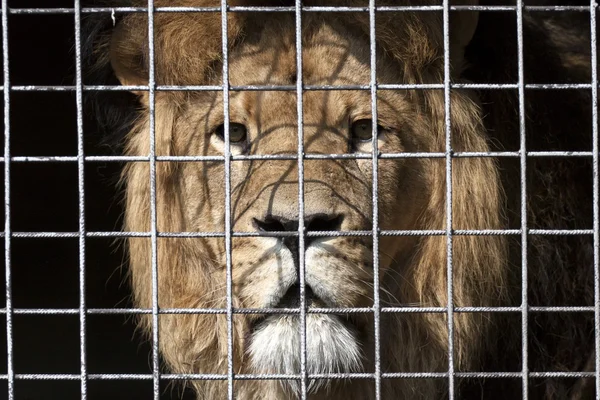 Löwe im Zoo — Stockfoto