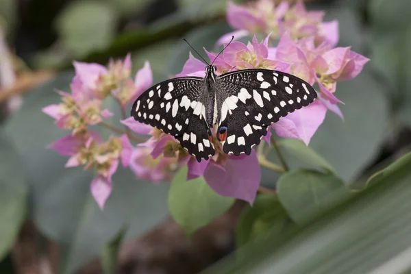 Bella farfalla tropicale — Foto Stock