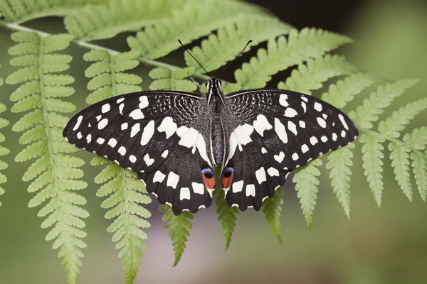 Papillon noir et blanc — Photo