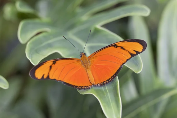 Orange fjäril — Stockfoto