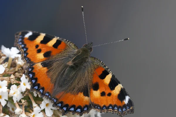 Butterfly Belanda — Stok Foto