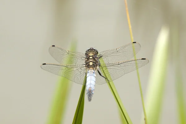 Dragonfly макрос фото — стокове фото