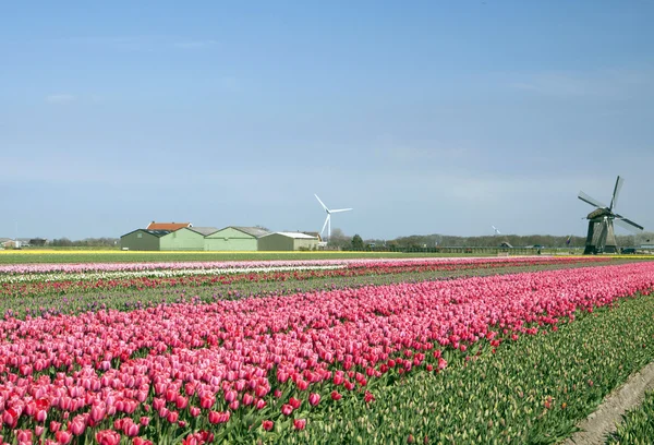 Tulipan i wiatrak — Zdjęcie stockowe