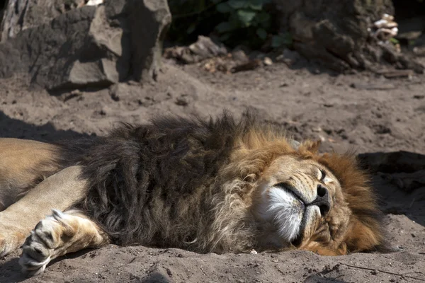 眠っているライオン — ストック写真