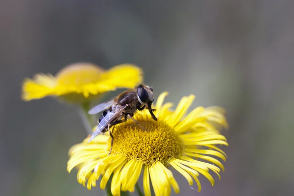 Bee insect — Stock Photo, Image