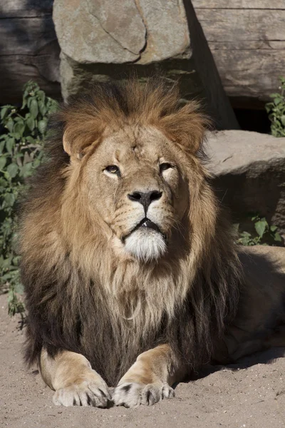 Gefährliches afrikanisches Tier — Stockfoto