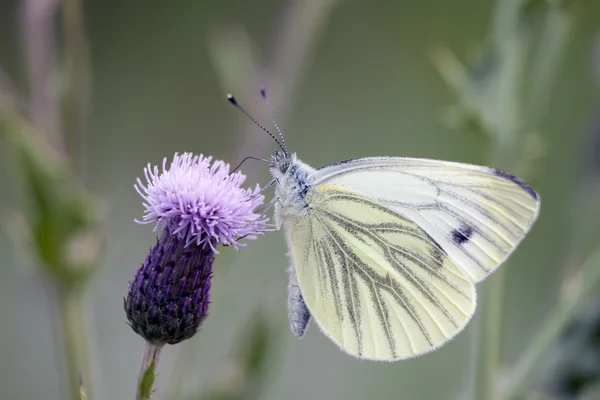 自然环境的一只蝴蝶 — 图库照片