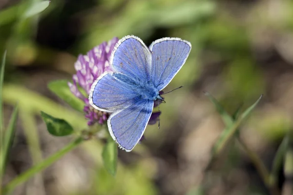 Kupu-kupu biru — Stok Foto