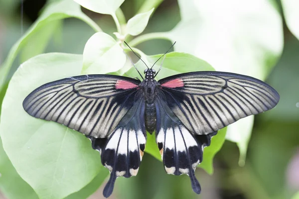 Motyl w spoczynku — Zdjęcie stockowe