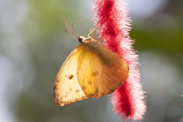 Insecto amarillo — Foto de Stock