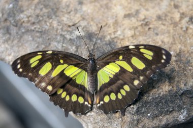 Kelebek