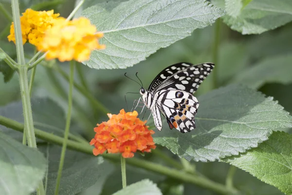 Mariposa blanca y negra — Foto de Stock