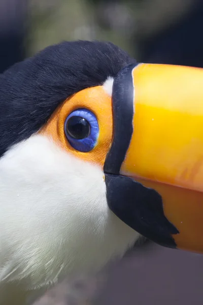 Ögonen på en toucan — Stockfoto