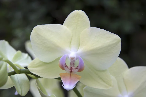 Orchid flower — Stock Photo, Image