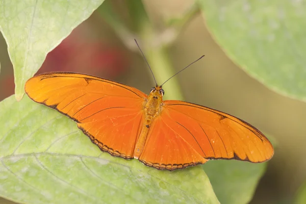 Eu gosto da cor laranja — Fotografia de Stock