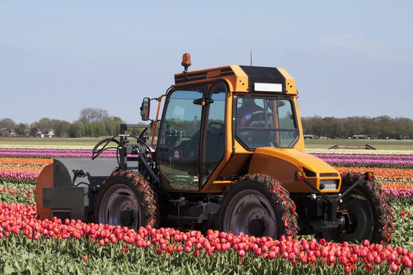 I like dutch tulips — Stock Photo, Image