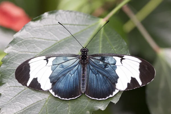 Blau schwarz und weiß — Stockfoto