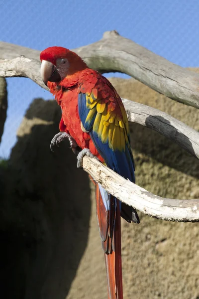 Pássaro colorido  - — Fotografia de Stock