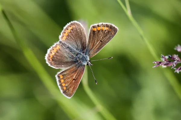 Litle motyl — Zdjęcie stockowe
