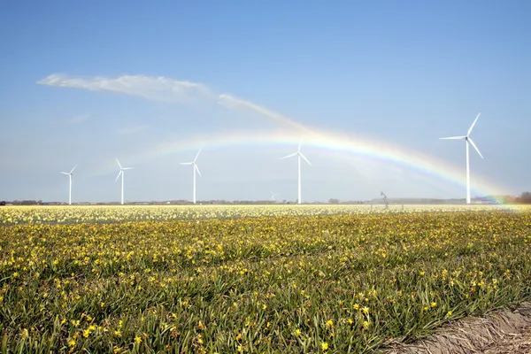 Gelbe Narzissen und Regenbogen. Lizenzfreies Archivfoto herunterladen ein Comp speichern auf Lightbox gelben Narzissen und Regenbogen — Stockfoto