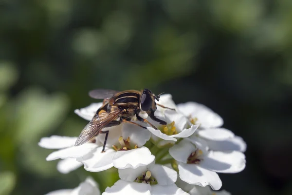 Včela jako nektar — Stock fotografie