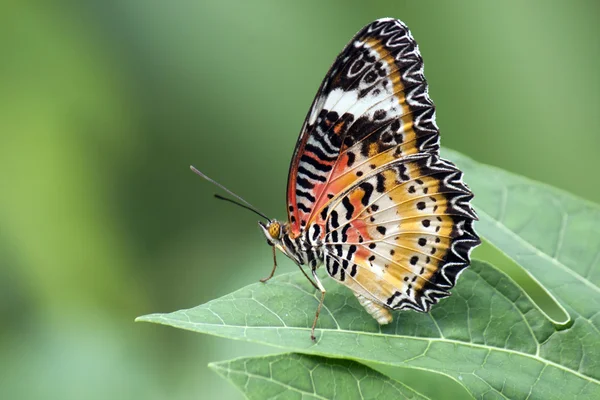 Borboleta colorida — Fotografia de Stock