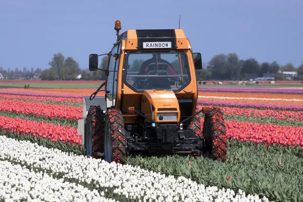 Tractor in the tulips — Stock Photo, Image