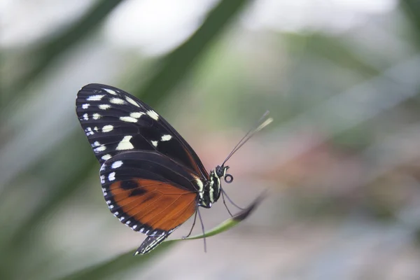 Inseto borboleta — Fotografia de Stock