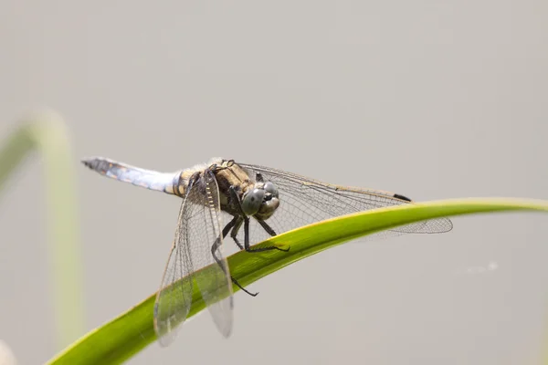 Dragonfly макросу — стокове фото