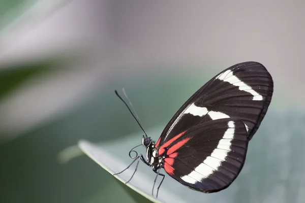 Insekten — Stockfoto