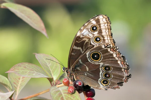 Hermosa mariposa en su entorno —  Fotos de Stock