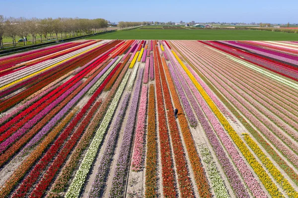 Drohnenfoto Einer Schönen Blumenlandschaft Mit Tulpen Holländischen Frühling Die Kontrastierenden — Stockfoto