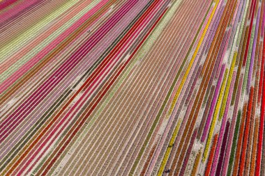 Hollanda ilkbaharında laleli güzel bir çiçek manzarasının drone fotoğrafı. Zıt renkler seni mutlu edecek..