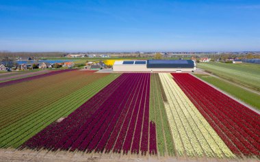 Hollanda ilkbaharında laleli güzel bir çiçek manzarasının drone fotoğrafı. Zıt renkler seni mutlu edecek..