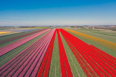 Hollanda ilkbaharında laleli güzel bir çiçek manzarasının drone fotoğrafı. Zıt renkler seni mutlu edecek..