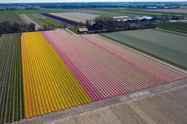 Hollanda ilkbaharında laleli güzel bir çiçek manzarasının drone fotoğrafı. Zıt renkler seni mutlu edecek..