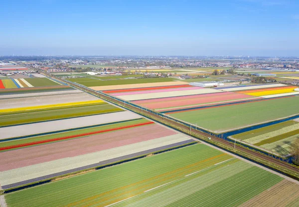 Dron Zdjęcie Piękny Krajobraz Kwiat Tulipanami Holenderskiej Wiosny Kontrastowe Kolory — Zdjęcie stockowe