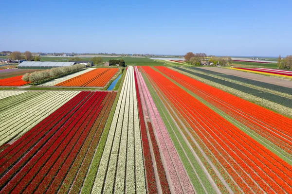 Drone Photo Beautiful Flower Landscape Tulips Dutch Spring Contrasting Colors — Stock fotografie