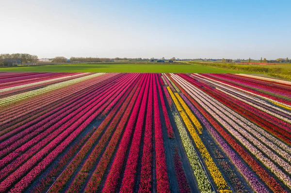 Drone Photo Beautiful Flower Landscape Tulips Dutch Spring Contrasting Colors — Foto de Stock