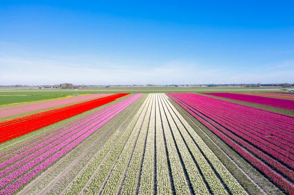 Drone Photo Beautiful Flower Landscape Tulips Dutch Spring Contrasting Colors — Foto de Stock