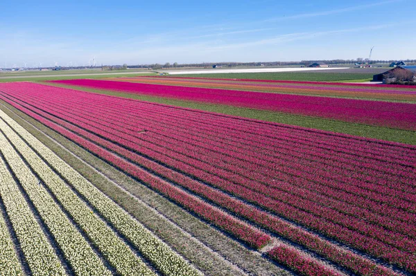 Drone Photo Beautiful Flower Landscape Tulips Dutch Spring Contrasting Colors — ストック写真