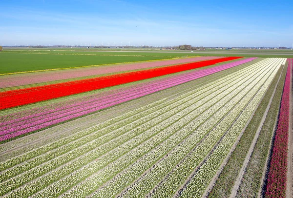 Drone Photo Beautiful Flower Landscape Tulips Dutch Spring Contrasting Colors — Foto de Stock