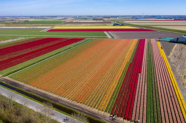 Fotografie Drone Krásné Květinové Krajiny Tulipány Holandském Jaru Kontrastní Barvy — Stock fotografie